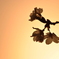 夕桜