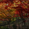 弥彦公園もみじ谷2012.11.10