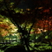 弥彦公園もみじ谷2012.11.09