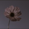 秋桜