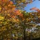 井の頭公園