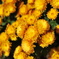 公園の菊２