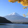 富士山とイチョウのコラボ