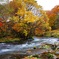 　阿寒川の紅葉