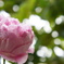 薔薇(アブデル)