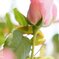 薔薇(アブデル)