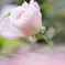 薔薇(アブデル)