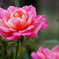 薔薇(ミニバラのオリバー)