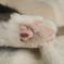 肉球