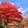 紅葉