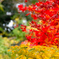 紅葉