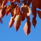 紅葉１のＭＡＣＲＯ