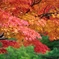 紅葉 