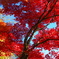 DSCF0610