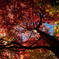 紅の屋根