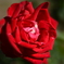 真っ赤な薔薇