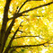 Autumn colors "Yellow"