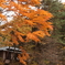 吹割の滝の紅葉