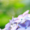紫陽花