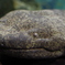 オオサンショウウオ