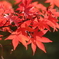 紅葉山01