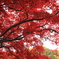 紅カーテン