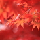 the beautiful colored leaves