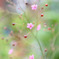 little pink
