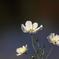 花便り　- 輝く白 -