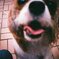 接写犬