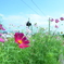 阿蘇駅_線路沿いの花