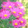 cosmos