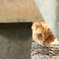 覗いてみよう