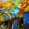 紅葉初め