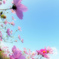 秋桜　5