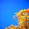 青と黄色。秋晴れと紅葉。