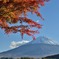 富士山を飾る真っ赤な紅葉