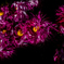 Hanabi