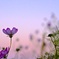 Majic hour