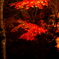 夜紅葉