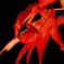 夜紅葉2