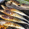 秋刀魚BBQ