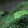 green.