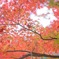 ほんのり