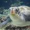 美ら海水族館にて