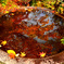 鉢の中の紅葉