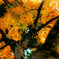 Soft-Leaf
