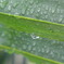 雨後の雫