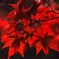 紅葉_1