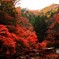紅葉_2
